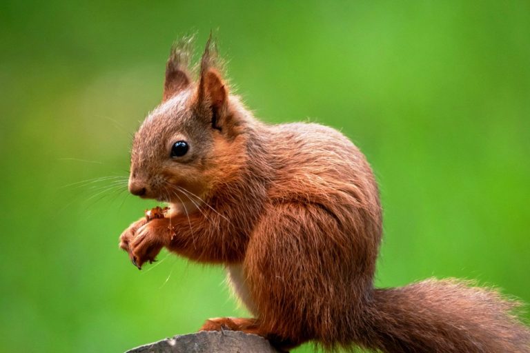 Red Squirrel Day Sat 18th June