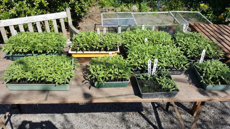 Get Growing: Potting on Tomatoes