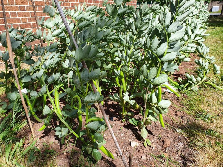 Beans in the Library Garden