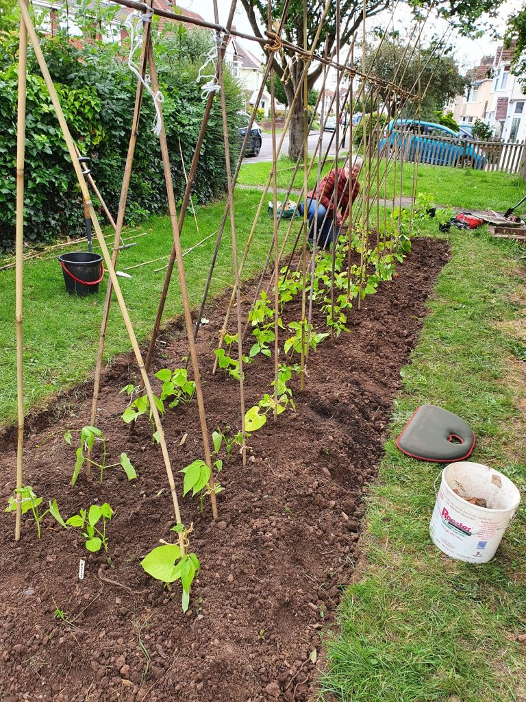 Library garden runner beans have replaced broad beans