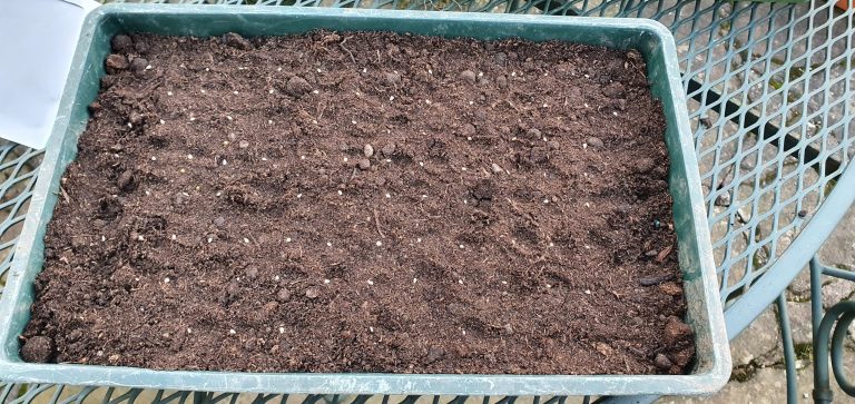 First Tomato Seeds Sown