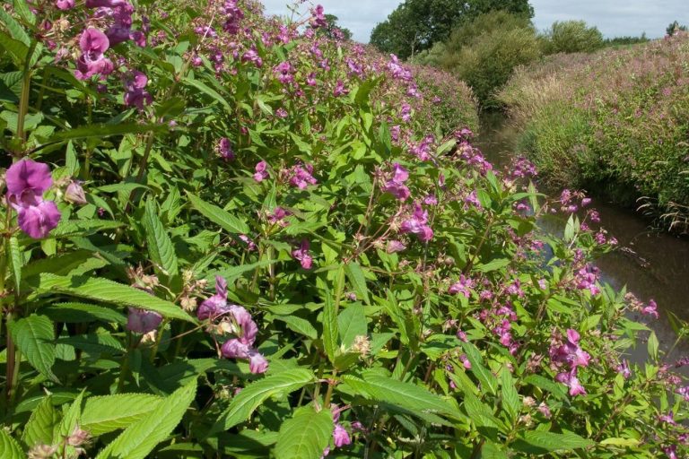 Balsam Bashing