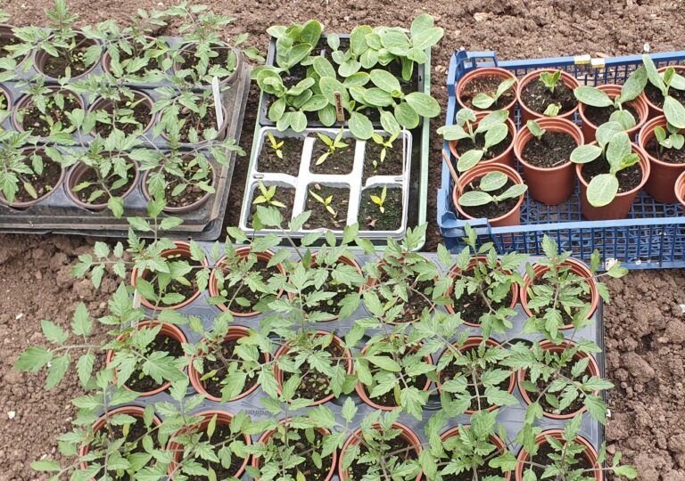 Tomato (and veg) plants for sale. Saturday 9th May 11am-3pm